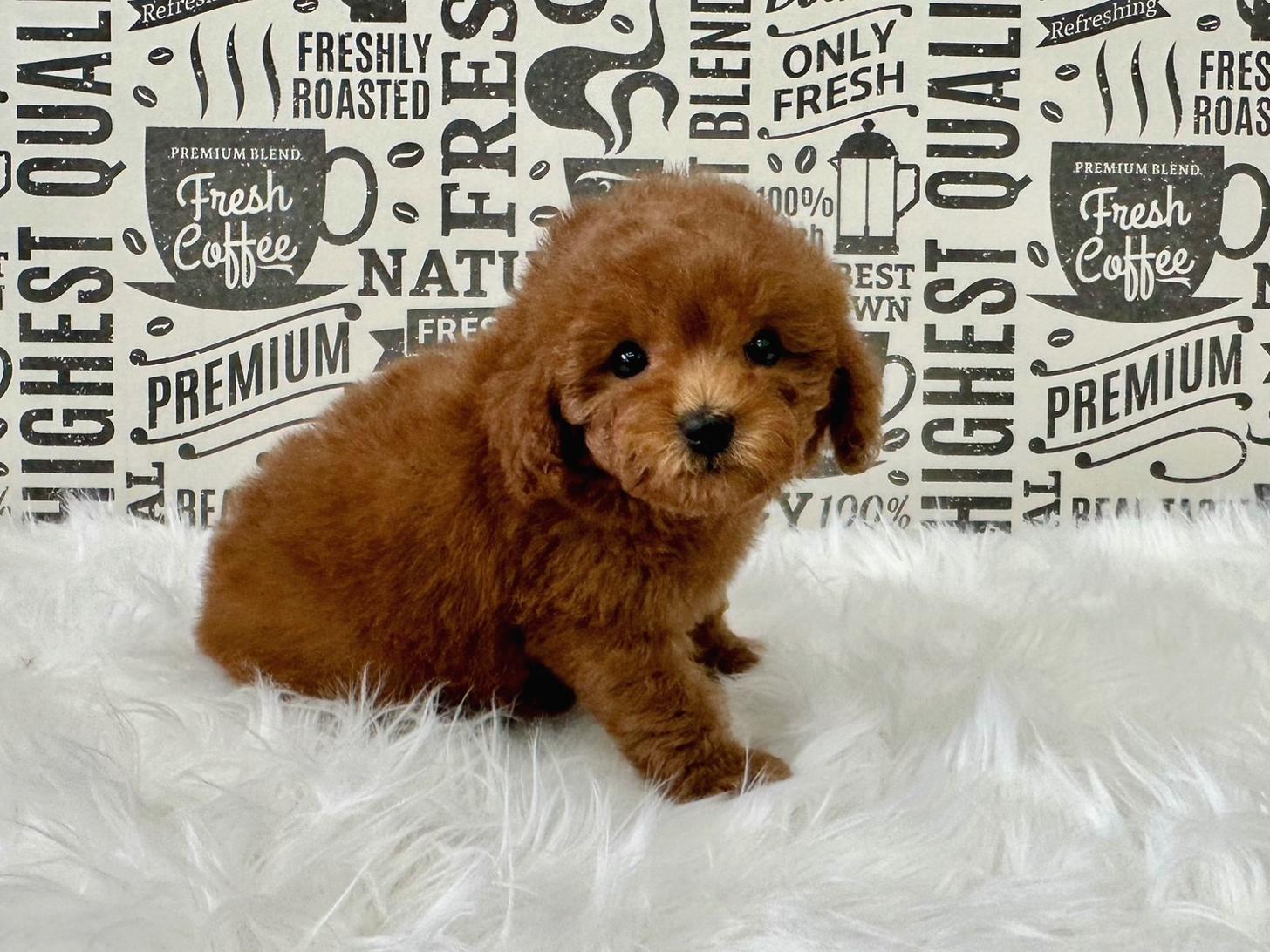 大阪府のトイプードル(タイニー) (ぱぴぷぺっと大阪店/2026年2月18日生まれ/男の子/レッド)の子犬の2枚目の画像