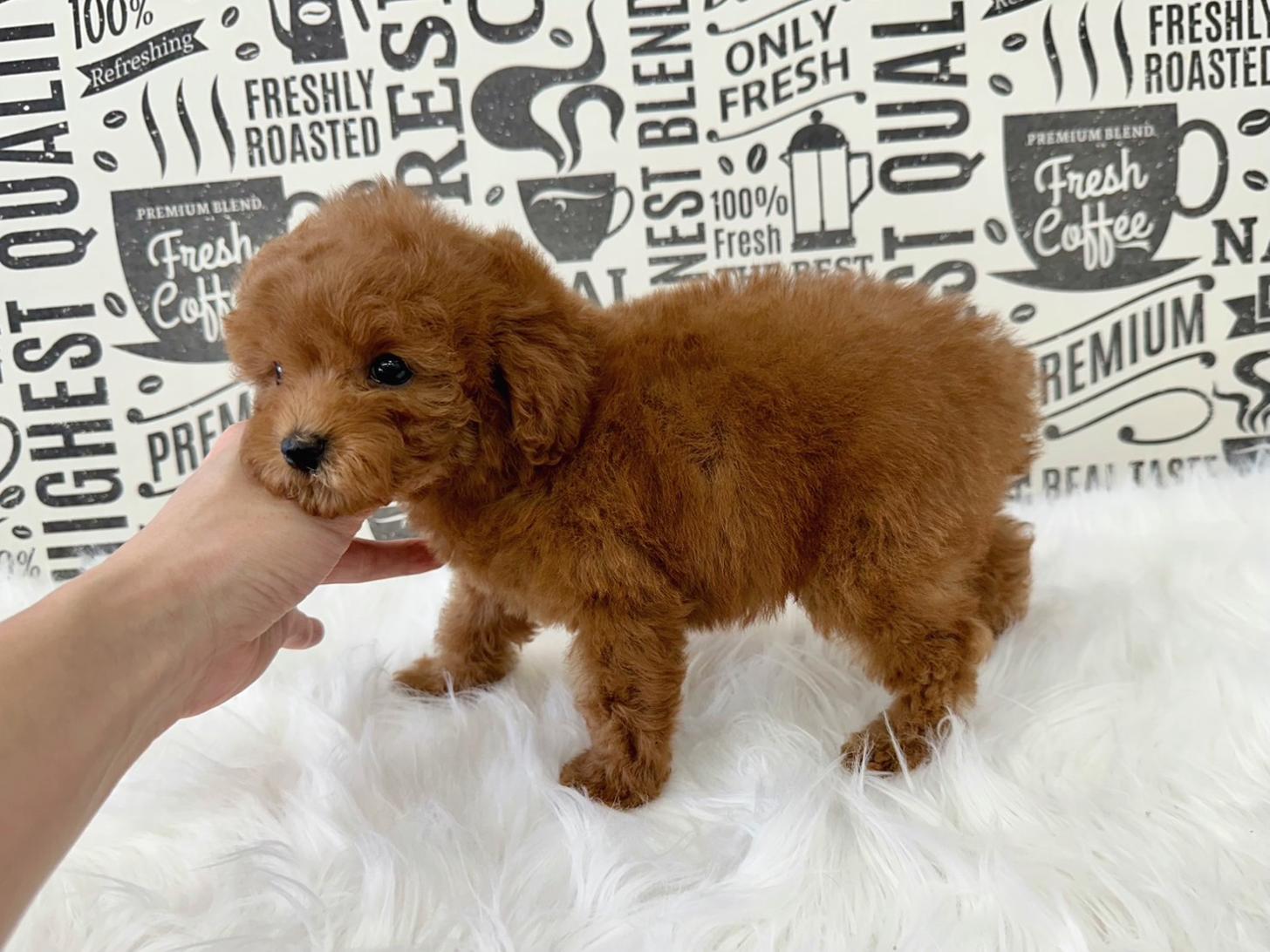 大阪府のトイプードル(タイニー) (ぱぴぷぺっと大阪店/2026年2月18日生まれ/男の子/レッド)の子犬の3枚目の画像