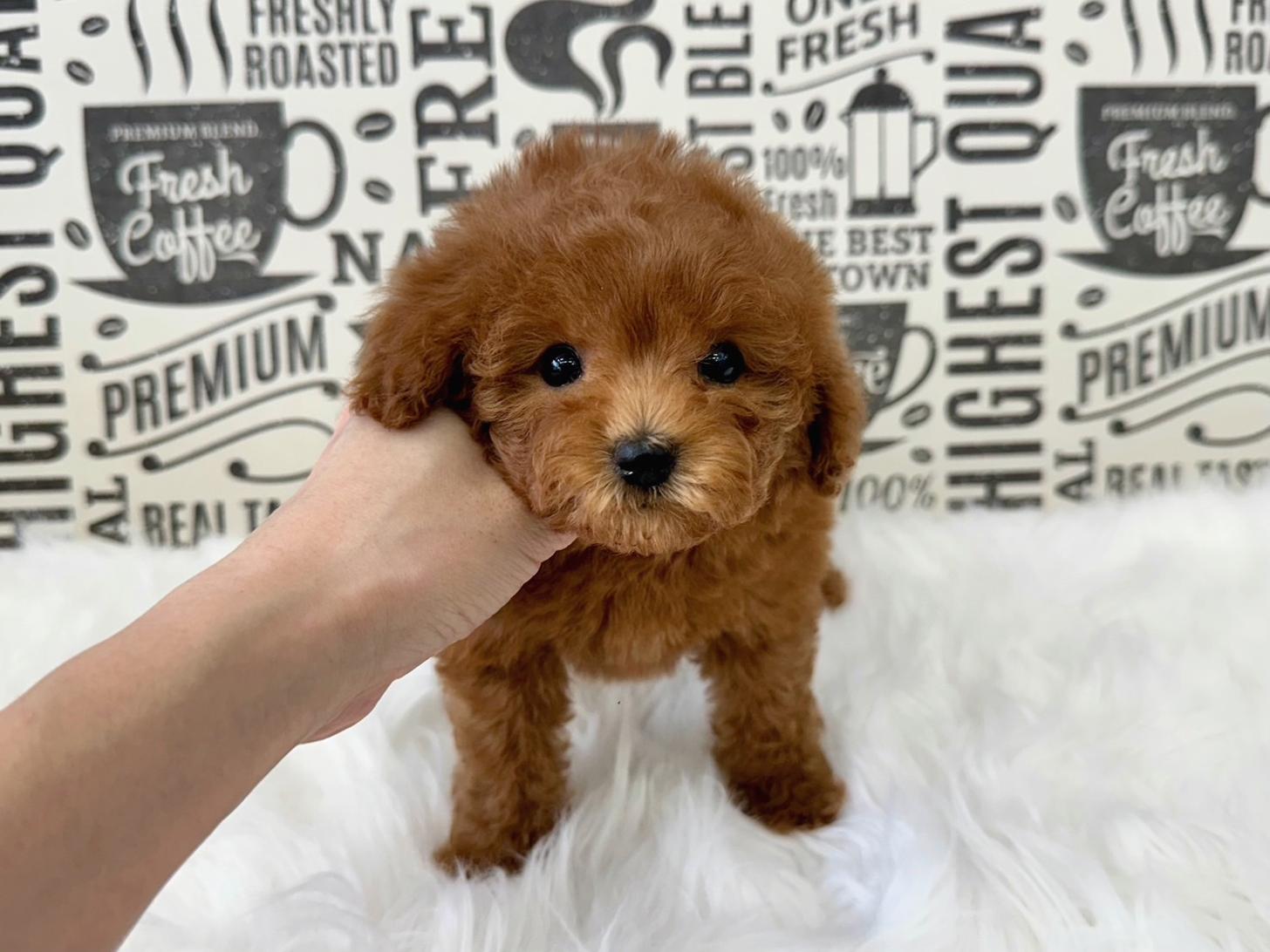 大阪府のトイプードル(タイニー) (ぱぴぷぺっと大阪店/2026年2月18日生まれ/男の子/レッド)の子犬の4枚目の画像