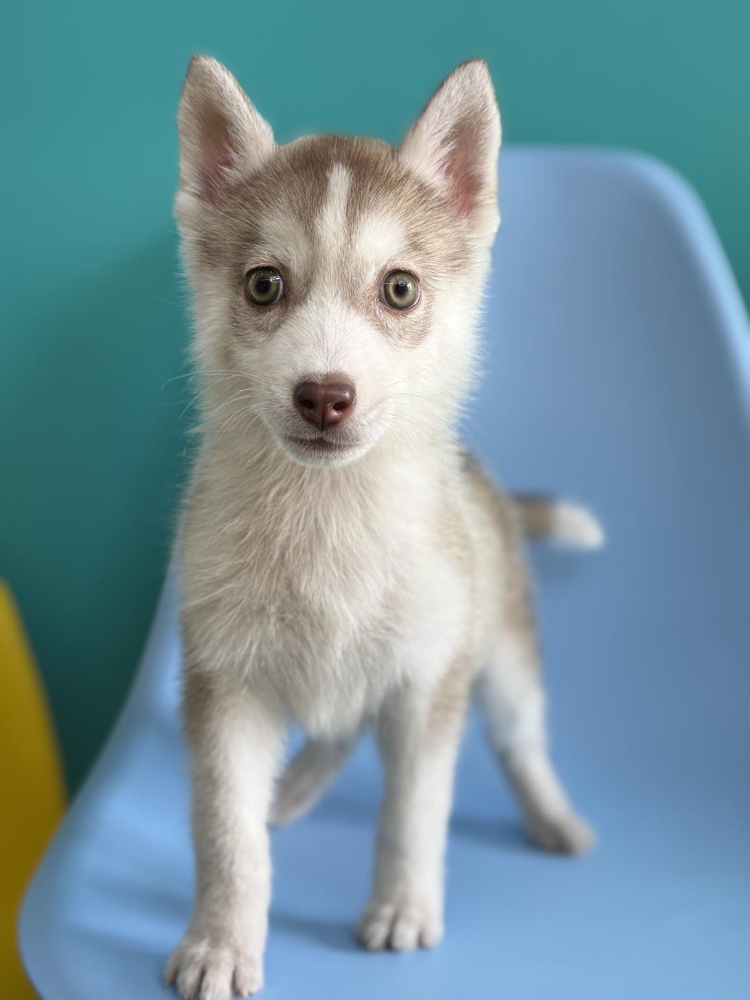 埼玉県のシベリアンハスキー (ペッツスマイル加須インター店/2025年12月16日生まれ/女の子/チョコレートポイント)の子犬の1枚目の画像