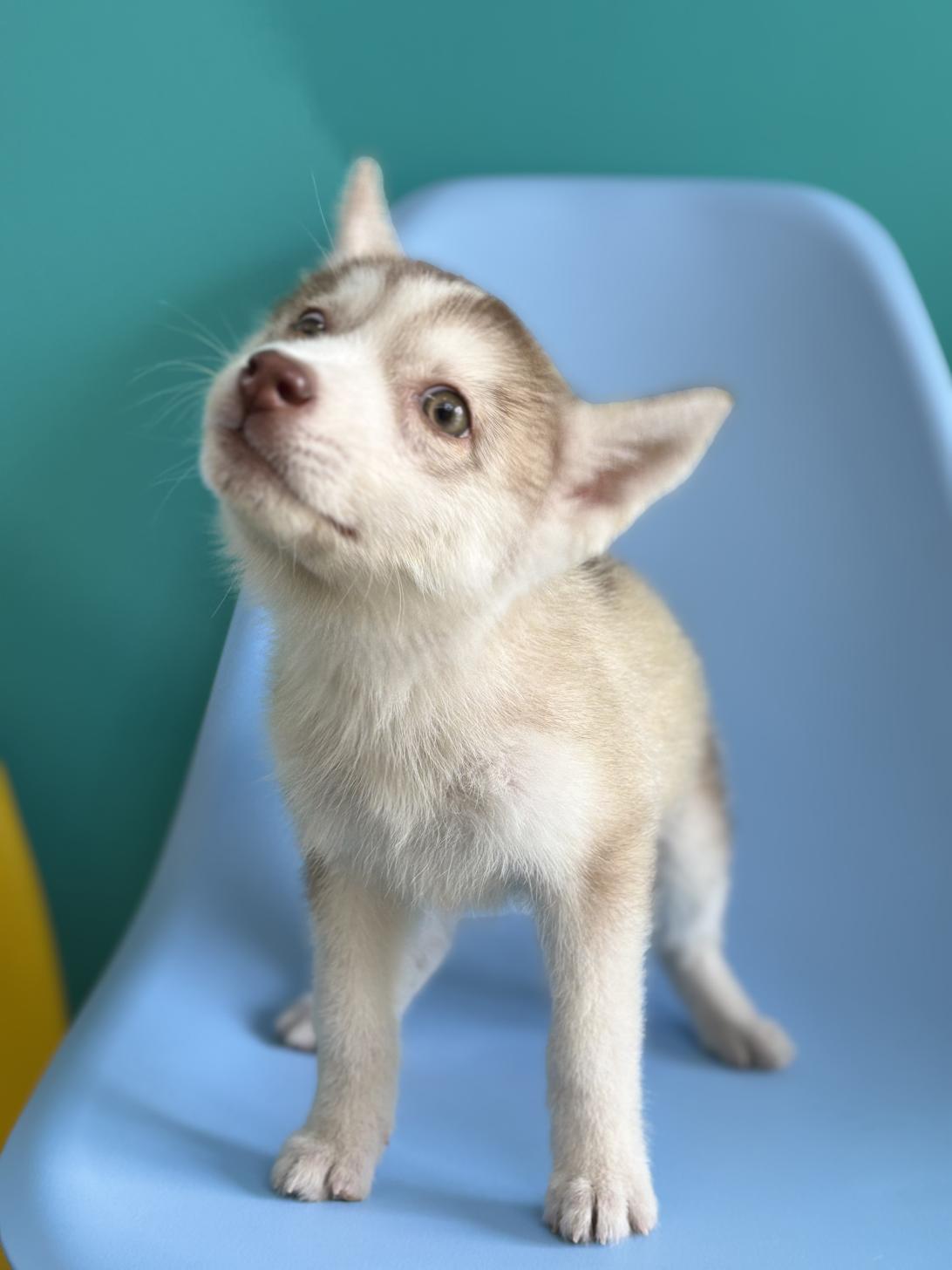 埼玉県のシベリアンハスキー (ペッツスマイル加須インター店/2025年12月16日生まれ/女の子/チョコレートポイント)の子犬の2枚目の画像