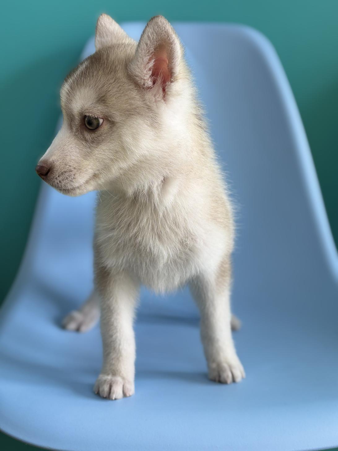 埼玉県のシベリアンハスキー (ペッツスマイル加須インター店/2025年12月16日生まれ/女の子/チョコレートポイント)の子犬の3枚目の画像