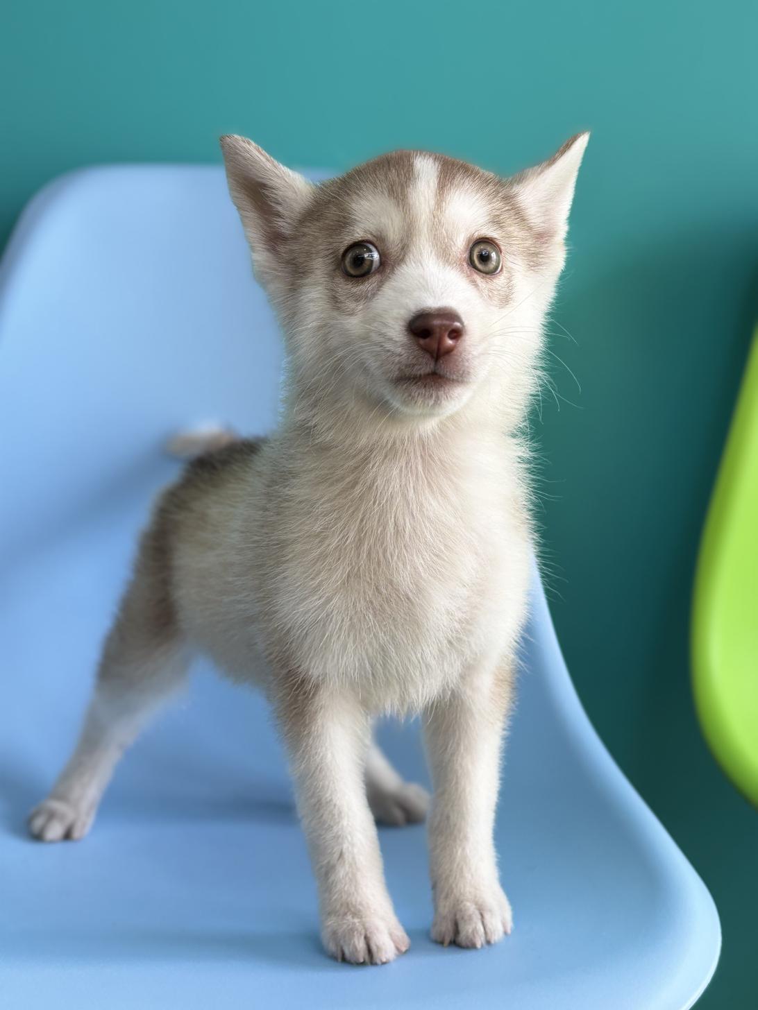 埼玉県のシベリアンハスキー (ペッツスマイル加須インター店/2025年12月16日生まれ/女の子/チョコレートポイント)の子犬の4枚目の画像