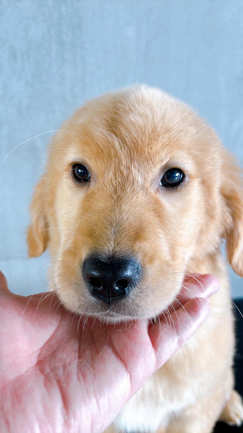 東京都のゴールデンドゥードゥル(ゴールデン×プードル) (ペットショップcoco東京港区店/2025年12月8日生まれ/女の子/ゴールド)の子犬