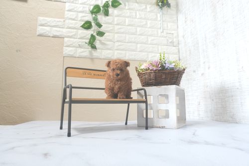 滋賀県のトイプードル(トイ) (いっぷく湖南店/2025年7月19日生まれ/男の子/レッドフォーン)の子犬の1枚目の画像