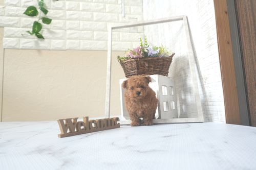 滋賀県のトイプードル(トイ) (いっぷく湖南店/2025年7月19日生まれ/男の子/レッドフォーン)の子犬の2枚目の画像