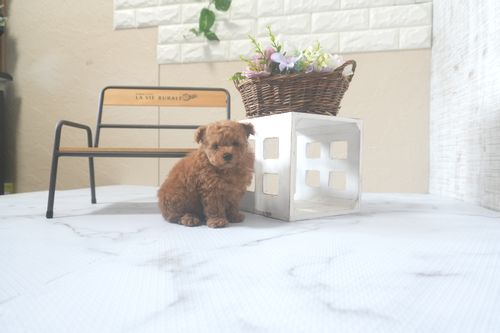 滋賀県のトイプードル(トイ) (いっぷく湖南店/2025年7月19日生まれ/男の子/レッドフォーン)の子犬の3枚目の画像