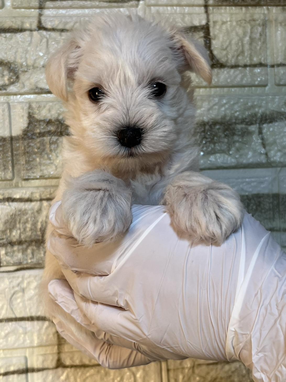 埼玉県のミニチュアシュナウザー (ペッツスマイル加須インター店/2025年10月10日生まれ/女の子/ホワイト)の子犬の1枚目の画像