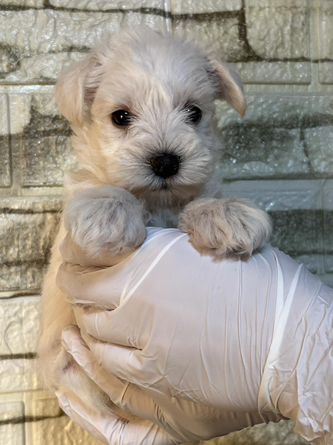 埼玉県のミニチュアシュナウザー (ペッツスマイル加須インター店/2025年10月10日生まれ/女の子/ホワイト)の子犬の2枚目の画像