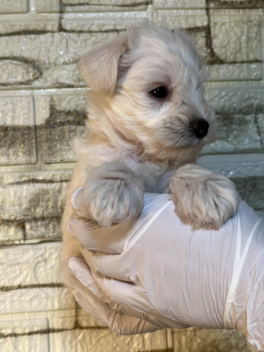 埼玉県のミニチュアシュナウザー (ペッツスマイル加須インター店/2025年10月10日生まれ/女の子/ホワイト)の子犬の3枚目の画像