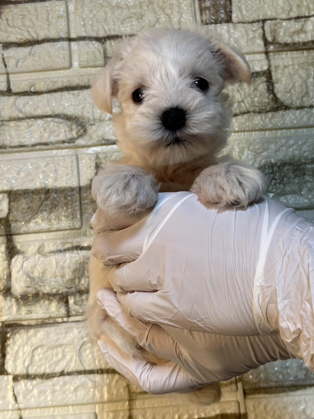 埼玉県のミニチュアシュナウザー (ペッツスマイル加須インター店/2025年10月10日生まれ/女の子/ホワイト)の子犬の4枚目の画像