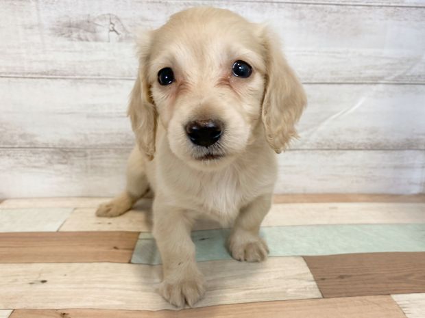 新潟県のミニチュアダックスフンド(ロング) (竹内ペット 新津本店/2026年1月19日生まれ/女の子/ゴールド)の子犬