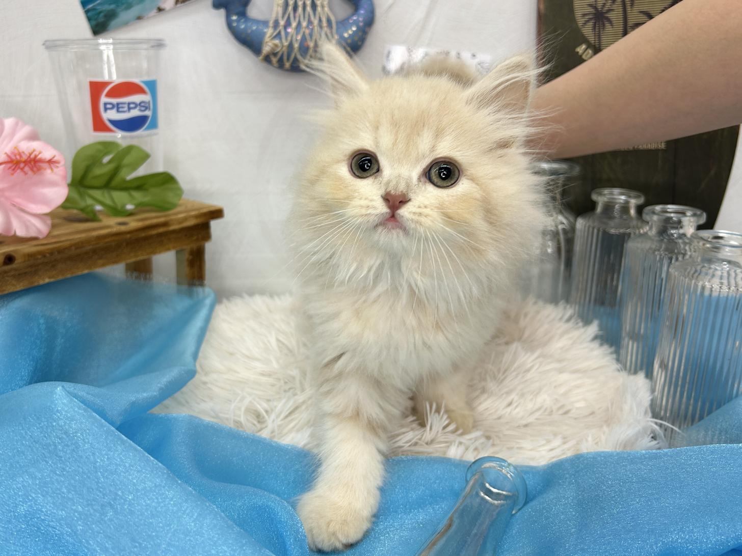 北海道のラガマフィンの子猫を価格や特徴で探す|ペットショップ探す