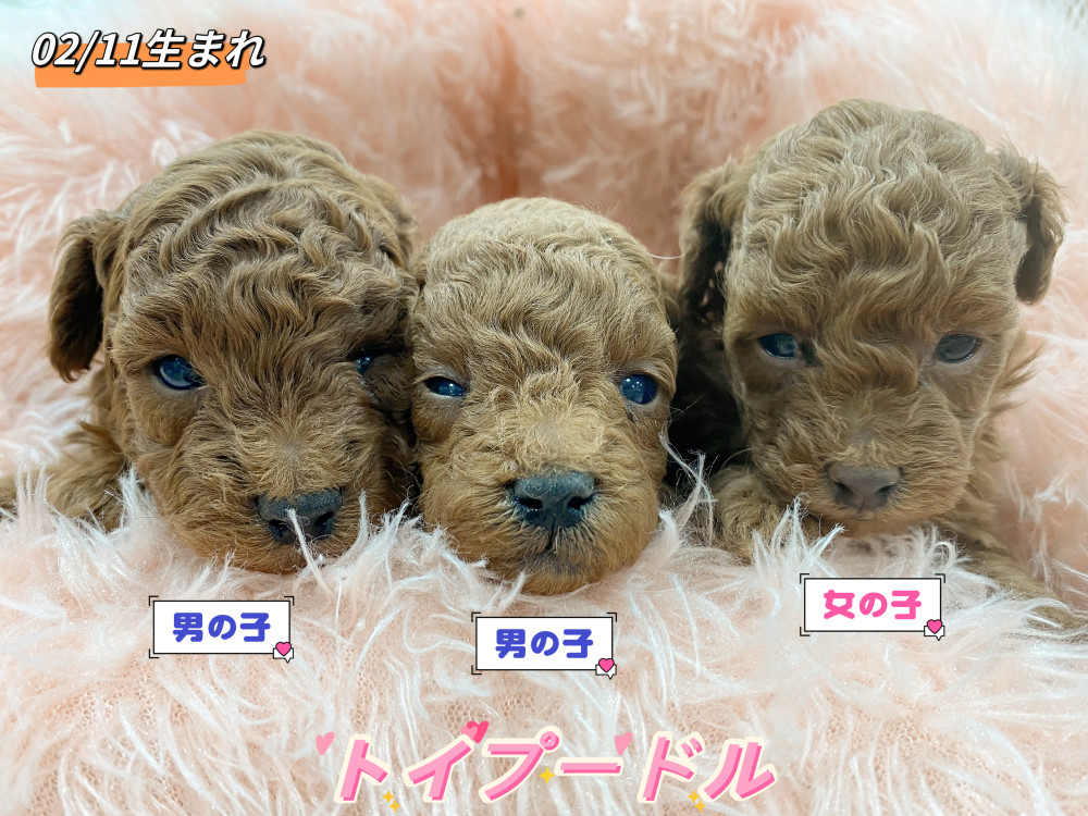 新潟県のトイプードル(トイ) (竹内ペット 新津本店/2026年2月11日生まれ/男の子/レッド)の子犬