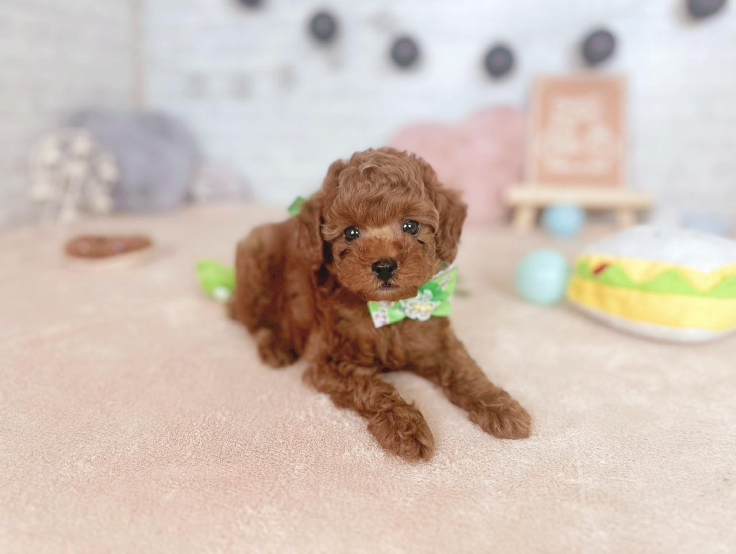 北海道のトイプードル(トイ) (ペットショップだんぼ/2025年5月30日生まれ/男の子/レッド)の子犬の3枚目の画像