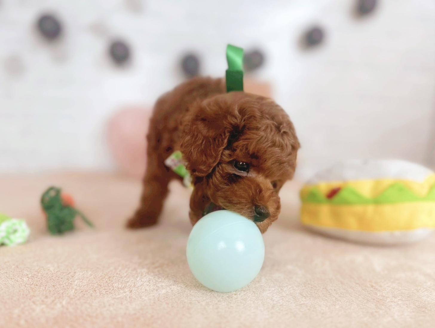 北海道のトイプードル(トイ) (ペットショップだんぼ/2025年5月30日生まれ/男の子/レッド)の子犬の4枚目の画像