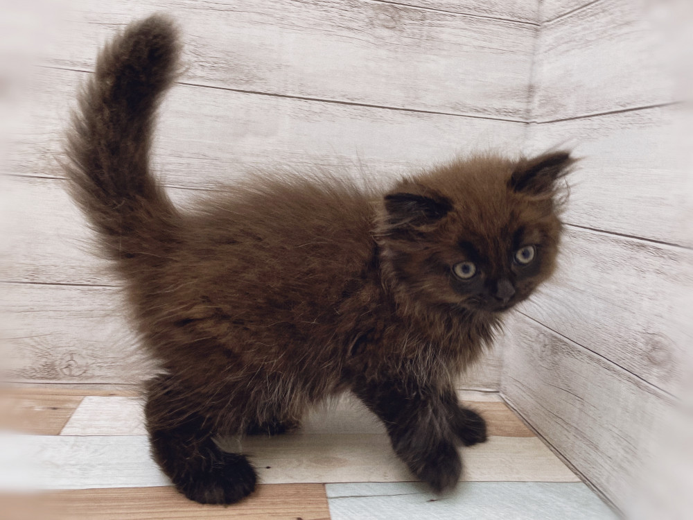 新潟県のマンチカン (竹内ペット 新津本店/2025年7月10日生まれ/男の子/ブラック)の子猫の2枚目の画像