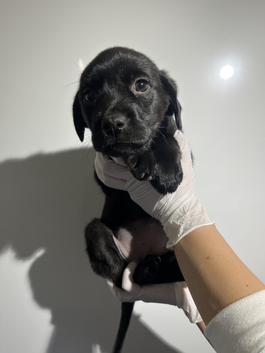 埼玉県のハーフ犬・ミックス犬 (ペッツスマイル加須インター店/2025年10月11日生まれ/女の子/ブラック)の子犬の1枚目の画像