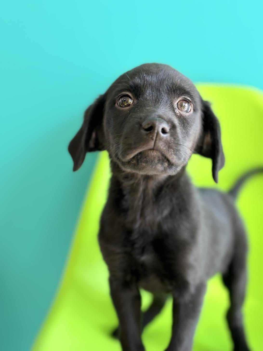 埼玉県のハーフ犬・ミックス犬 (ペッツスマイル加須インター店/2025年10月11日生まれ/女の子/ブラック)の子犬の1枚目の画像