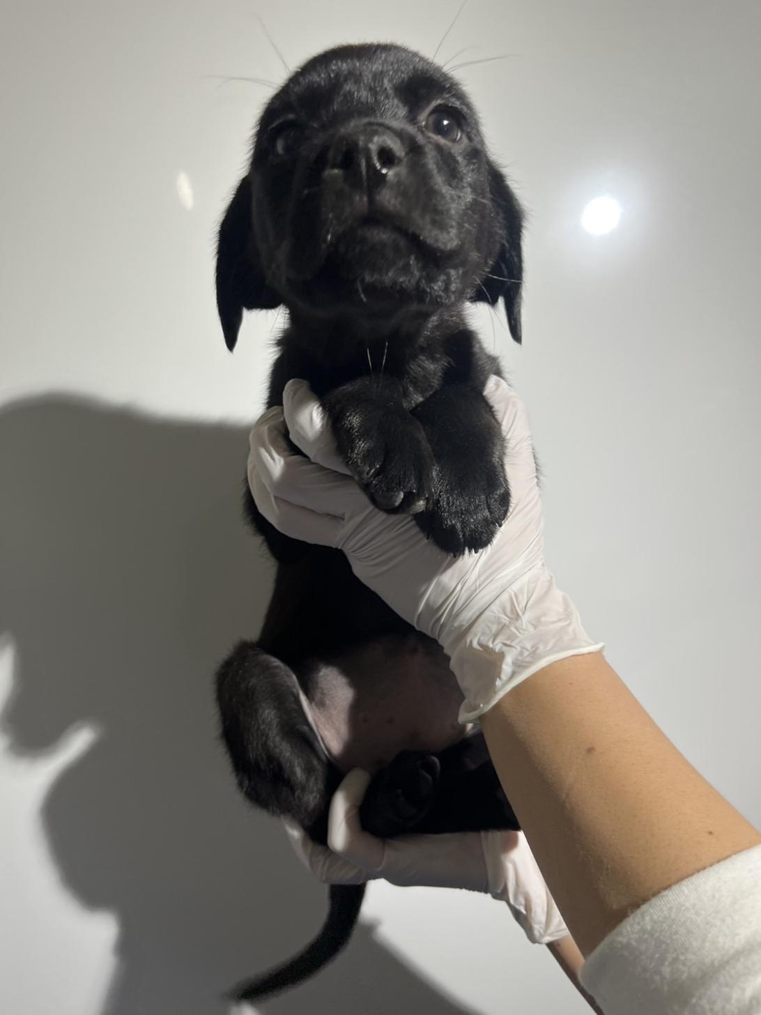 埼玉県のハーフ犬・ミックス犬 (ペッツスマイル加須インター店/2025年10月11日生まれ/女の子/ブラック)の子犬の2枚目の画像