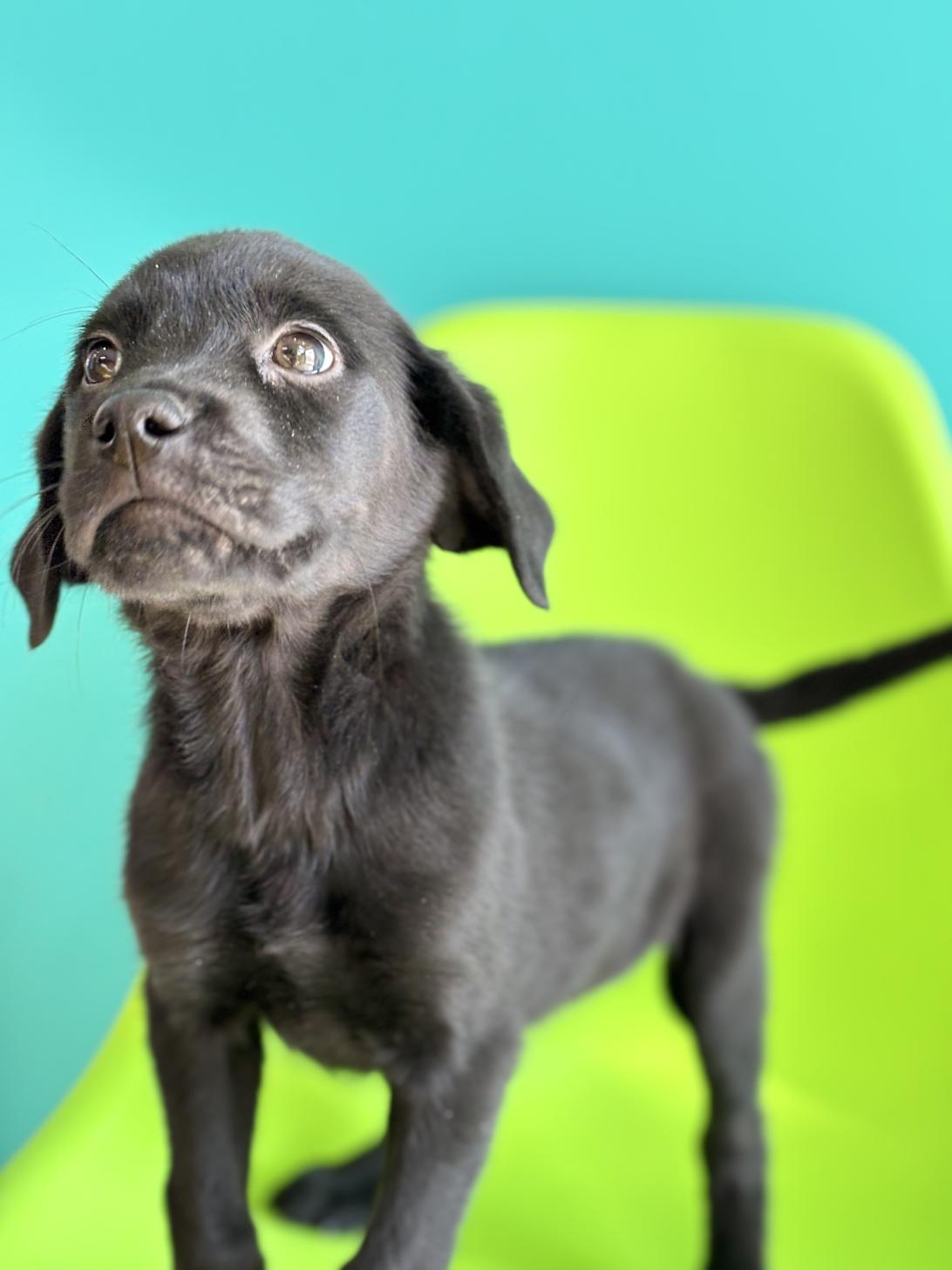 埼玉県のハーフ犬・ミックス犬 (ペッツスマイル加須インター店/2025年10月11日生まれ/女の子/ブラック)の子犬の2枚目の画像