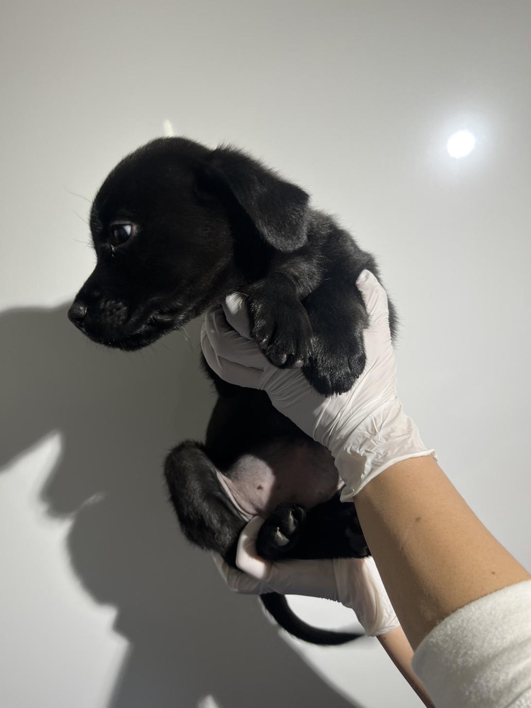 埼玉県のハーフ犬・ミックス犬 (ペッツスマイル加須インター店/2025年10月11日生まれ/女の子/ブラック)の子犬の3枚目の画像