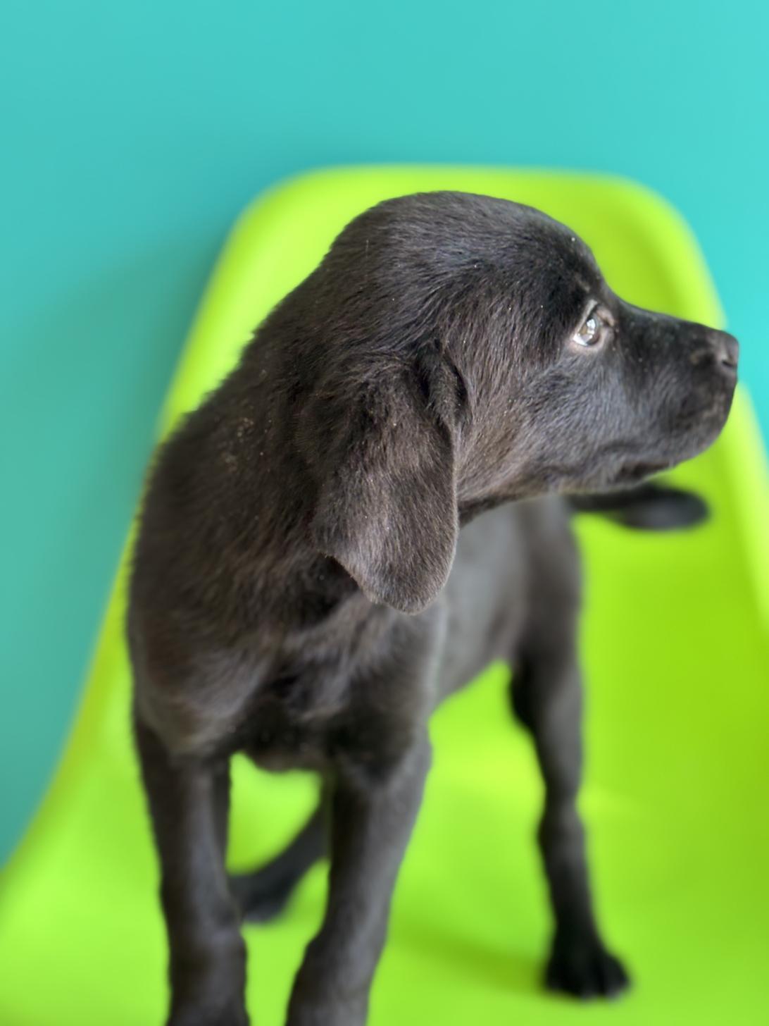 埼玉県のハーフ犬・ミックス犬 (ペッツスマイル加須インター店/2025年10月11日生まれ/女の子/ブラック)の子犬の3枚目の画像