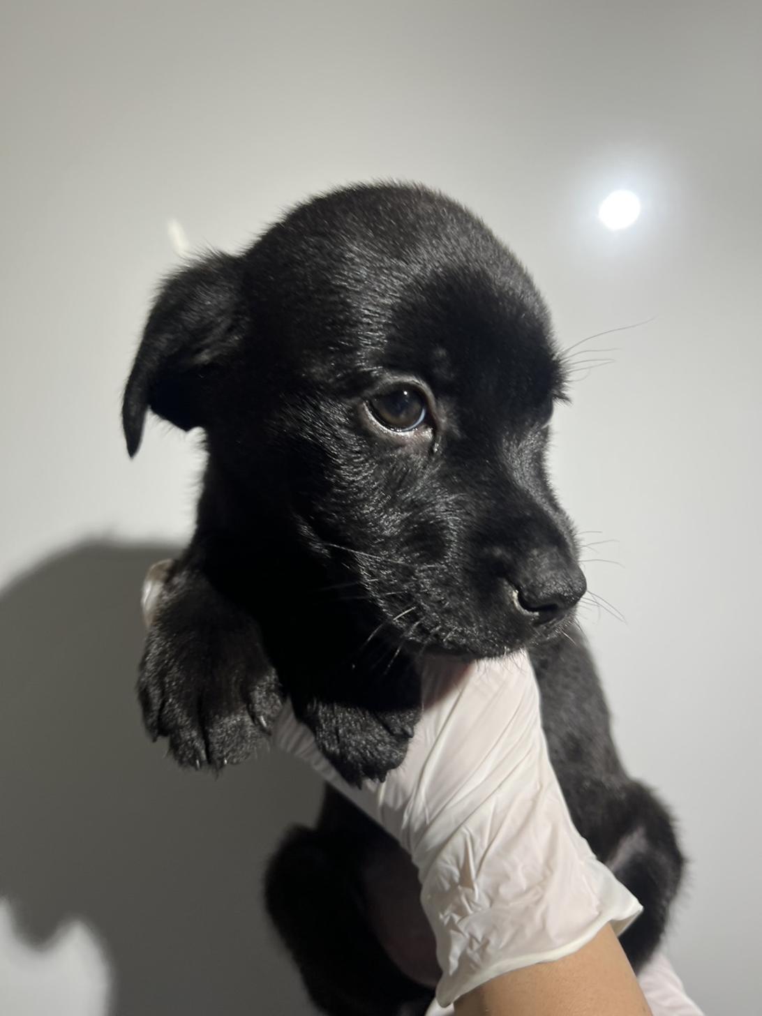 埼玉県のハーフ犬・ミックス犬 (ペッツスマイル加須インター店/2025年10月11日生まれ/女の子/ブラック)の子犬の4枚目の画像