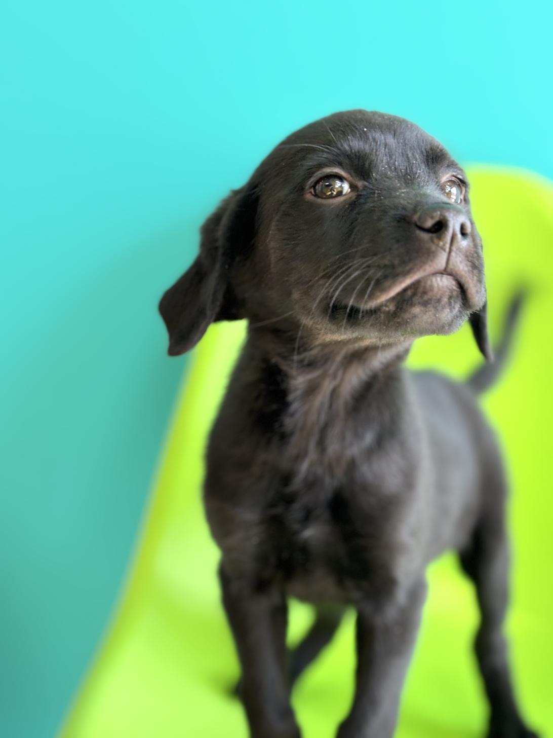 埼玉県のハーフ犬・ミックス犬 (ペッツスマイル加須インター店/2025年10月11日生まれ/女の子/ブラック)の子犬の4枚目の画像