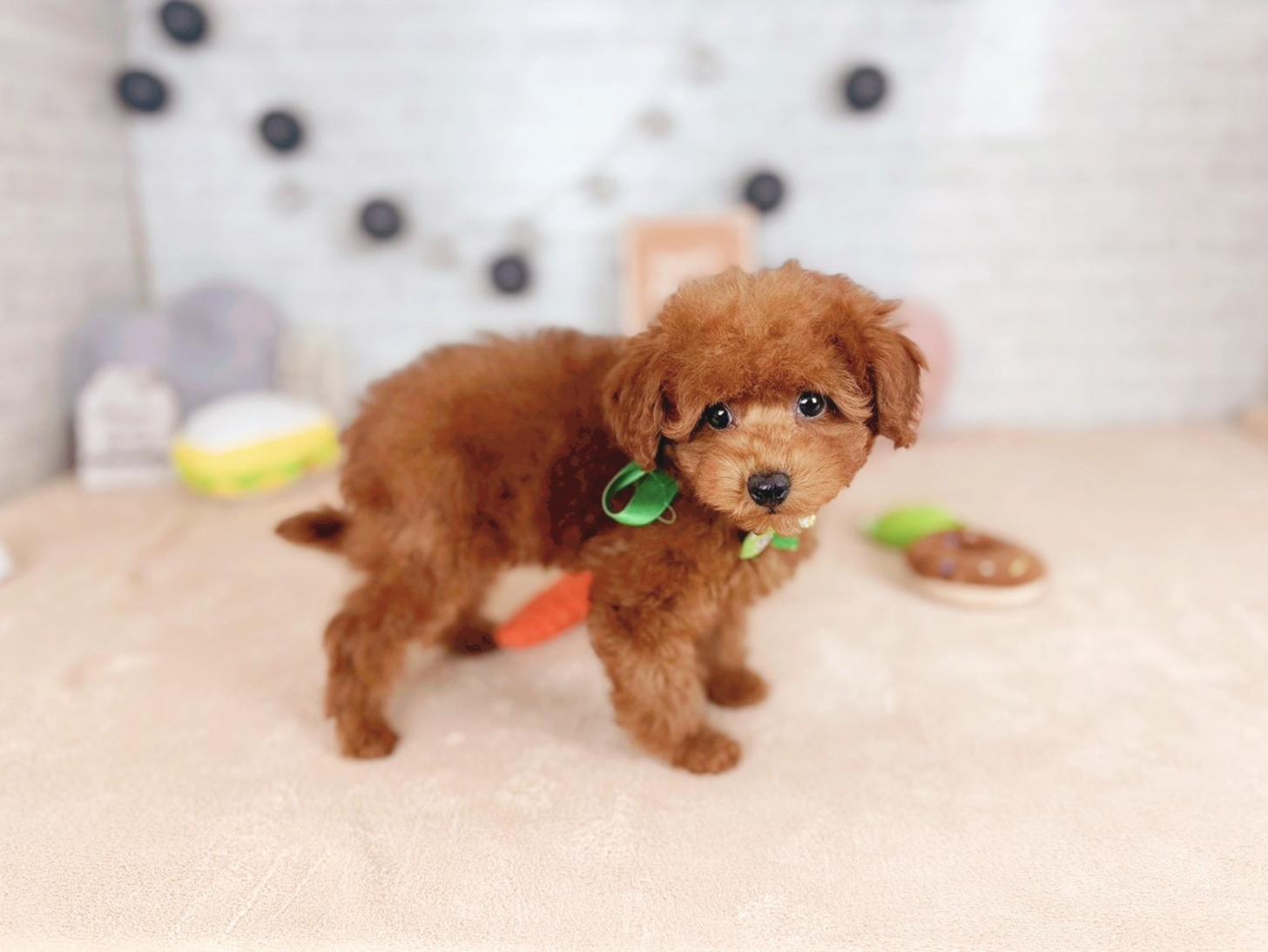 北海道のトイプードル(トイ) (ペットショップだんぼ/2025年11月16日生まれ/男の子/レッド)の子犬の2枚目の画像