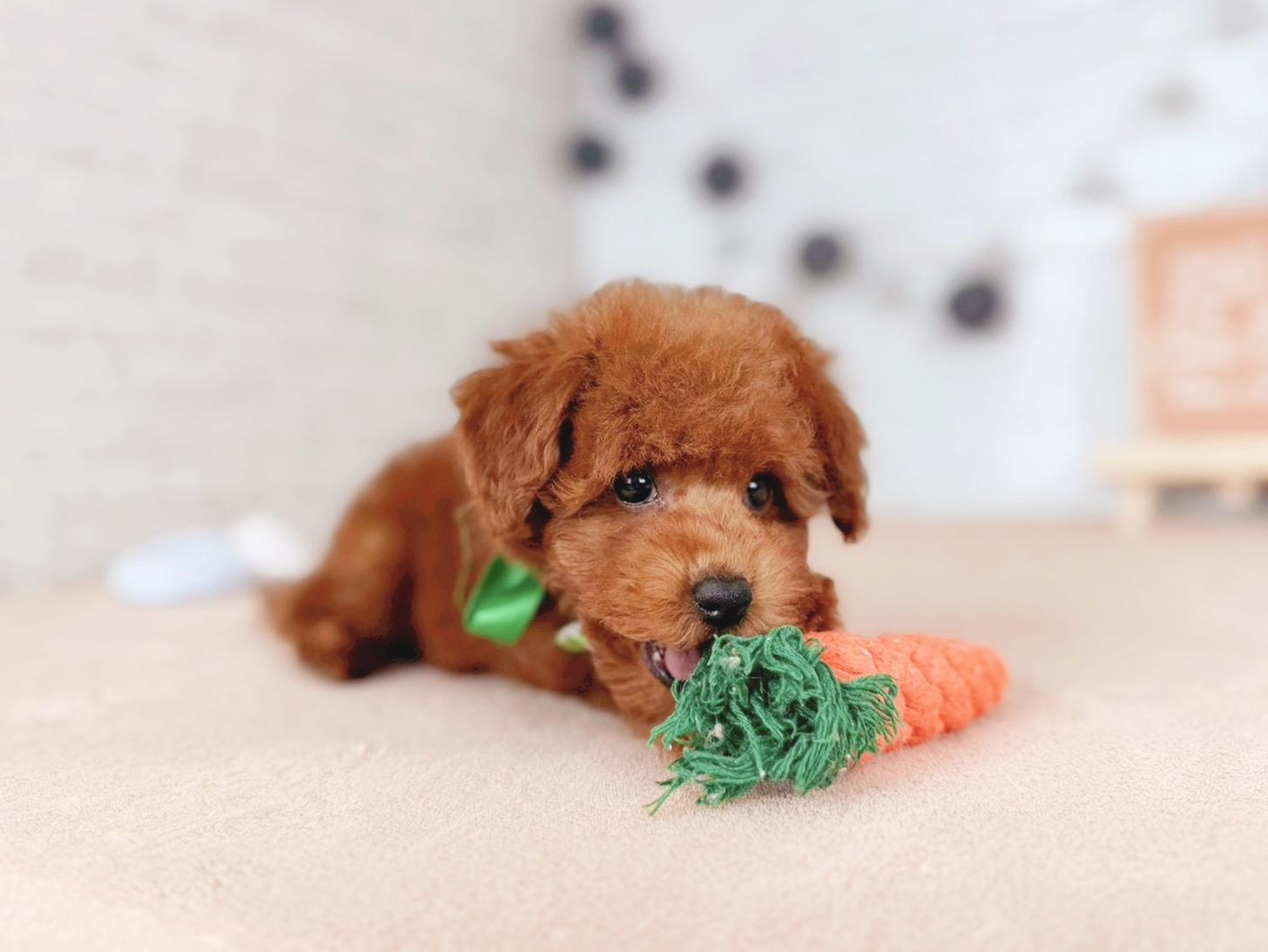 北海道のトイプードル(トイ) (ペットショップだんぼ/2025年11月16日生まれ/男の子/レッド)の子犬の3枚目の画像