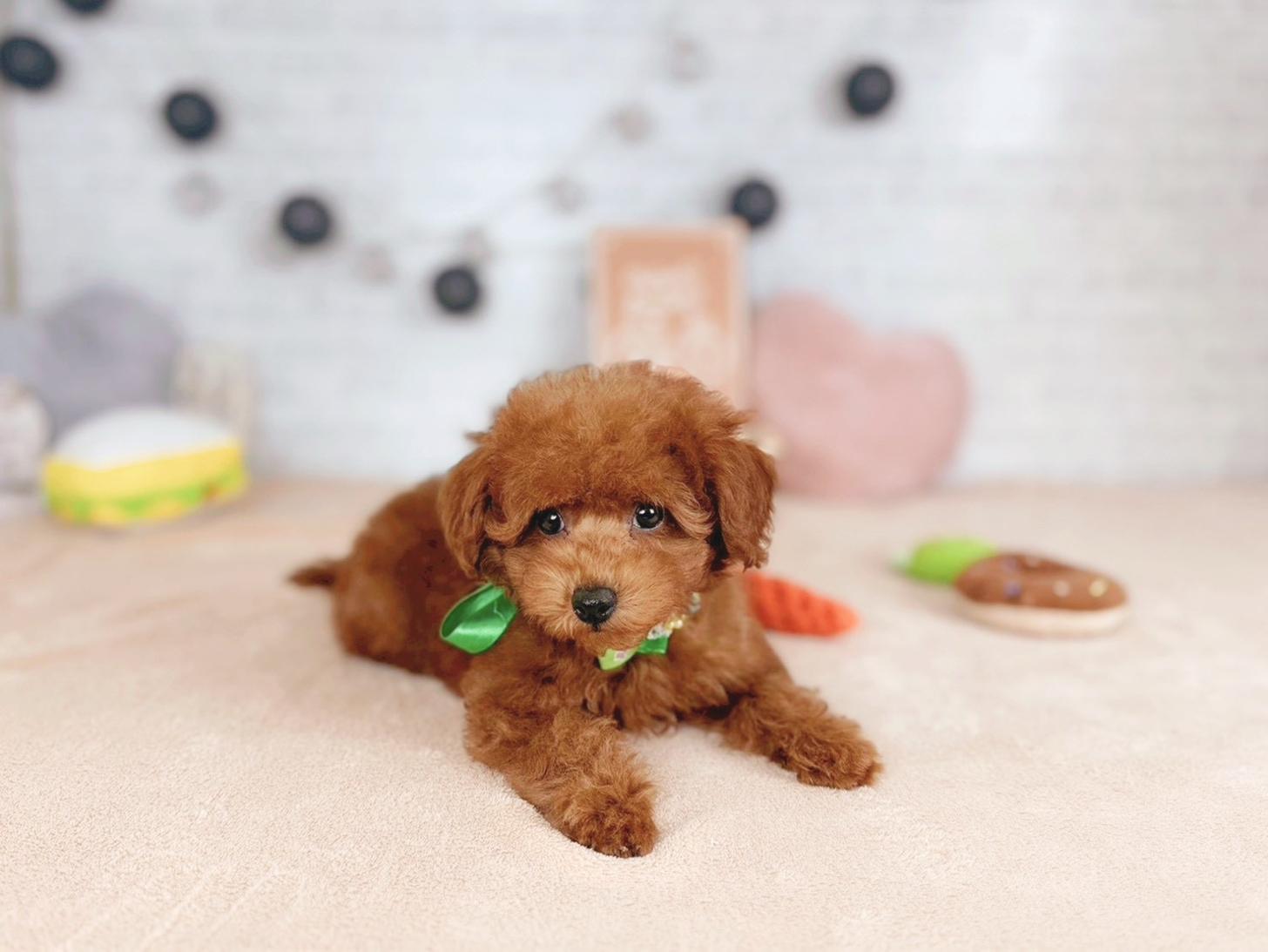 北海道のトイプードル(トイ) (ペットショップだんぼ/2025年11月16日生まれ/男の子/レッド)の子犬の4枚目の画像