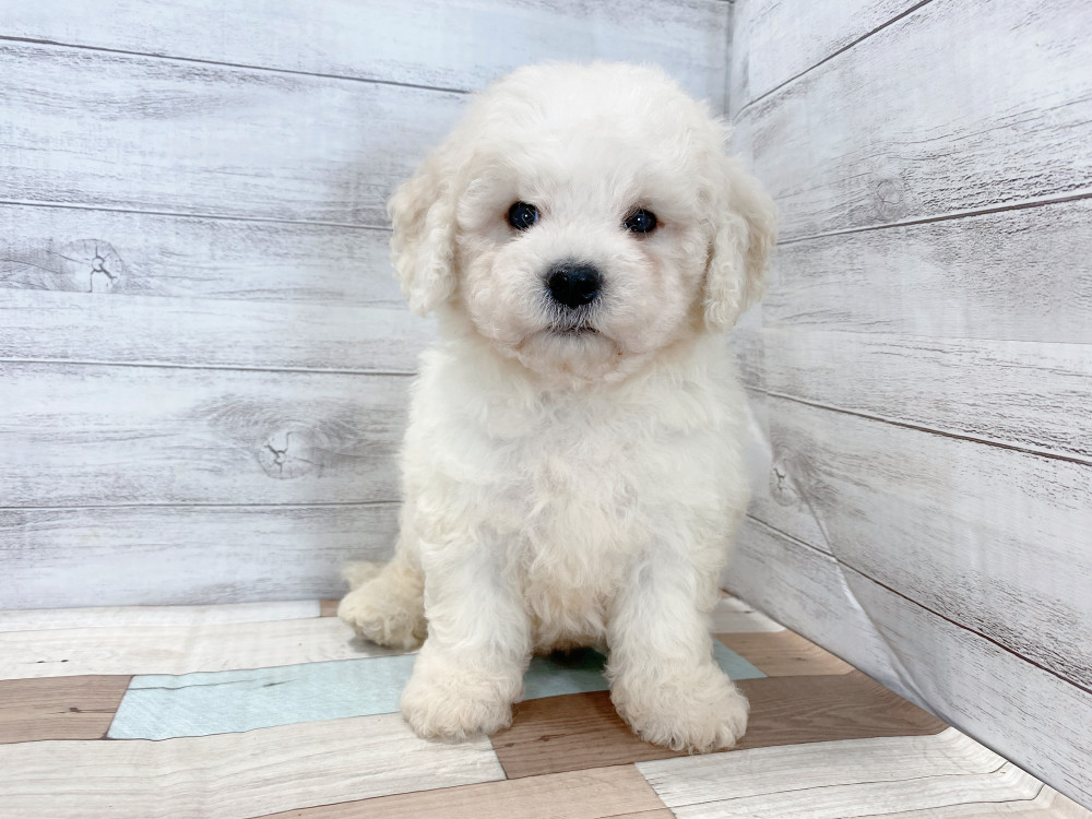 新潟県のビションフリーゼ (竹内ペット 新津本店/2026年6月28日生まれ/男の子/ホワイト)の子犬の1枚目の画像