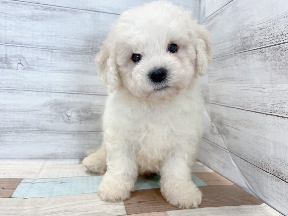 新潟県のビションフリーゼ (竹内ペット 新津本店/2026年6月28日生まれ/男の子/ホワイト)の子犬の3枚目の画像