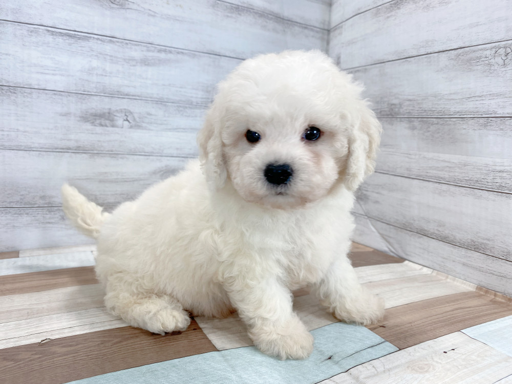 新潟県のビションフリーゼ (竹内ペット 新津本店/2026年6月28日生まれ/男の子/ホワイト)の子犬の4枚目の画像