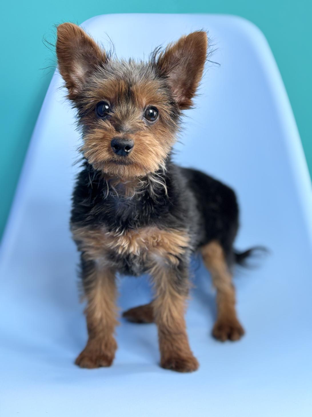 埼玉県のヨーチー/チワキー/チワヨーキー(ヨークシャーテリア×チワワ) (ペッツスマイル加須インター店/2025年10月4日生まれ/男の子/ブラックタン)の子犬の1枚目の画像