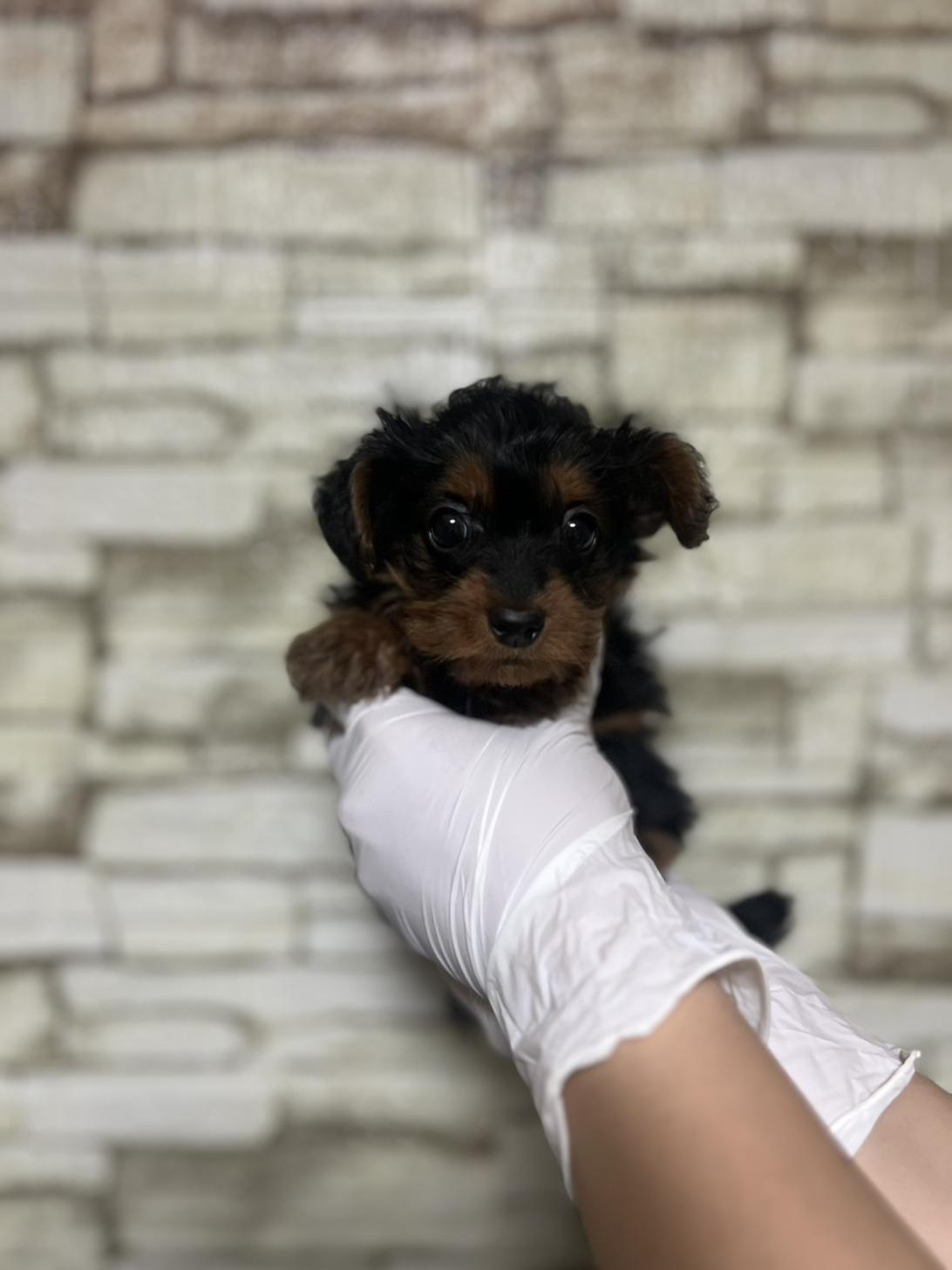 埼玉県のヨーチー/チワキー/チワヨーキー(ヨークシャーテリア×チワワ) (ペッツスマイル加須インター店/2025年10月4日生まれ/男の子/ブラックタン)の子犬の1枚目の画像