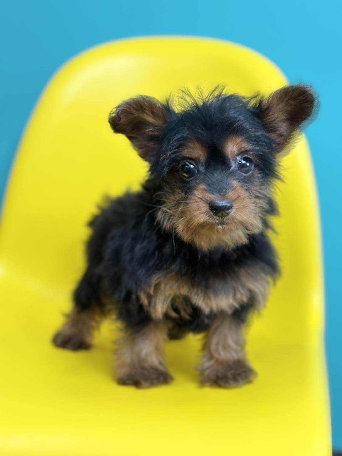 埼玉県のヨーチー/チワキー/チワヨーキー(ヨークシャーテリア×チワワ) (ペッツスマイル加須インター店/2025年10月4日生まれ/男の子/ブラックタン)の子犬の1枚目の画像