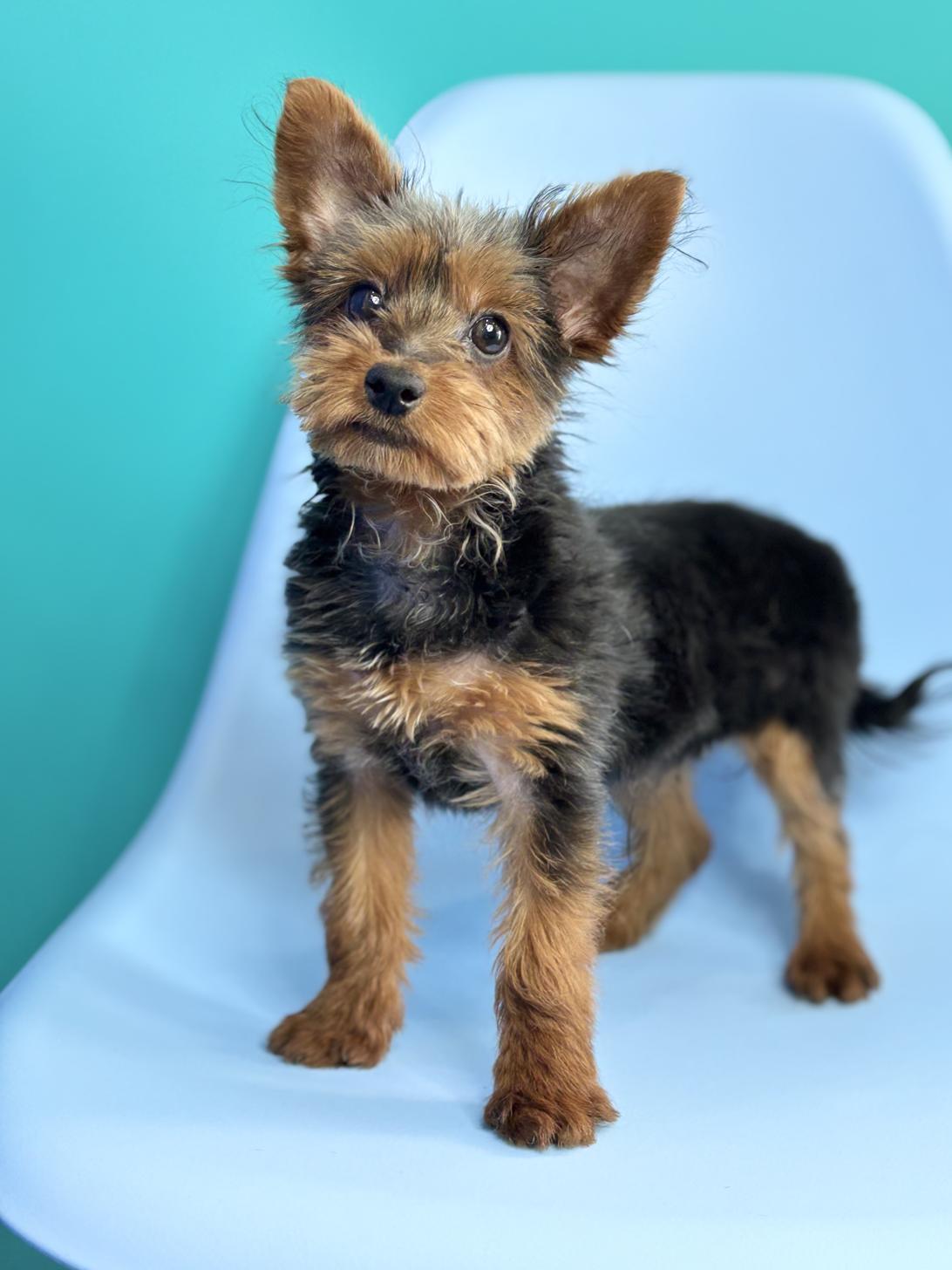 埼玉県のヨーチー/チワキー/チワヨーキー(ヨークシャーテリア×チワワ) (ペッツスマイル加須インター店/2025年10月4日生まれ/男の子/ブラックタン)の子犬の2枚目の画像