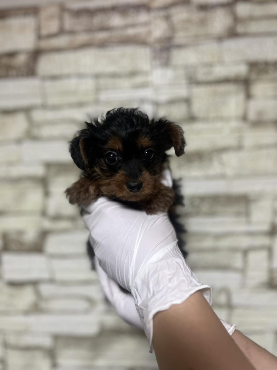 埼玉県のヨーチー/チワキー/チワヨーキー(ヨークシャーテリア×チワワ) (ペッツスマイル加須インター店/2025年10月4日生まれ/男の子/ブラックタン)の子犬の2枚目の画像