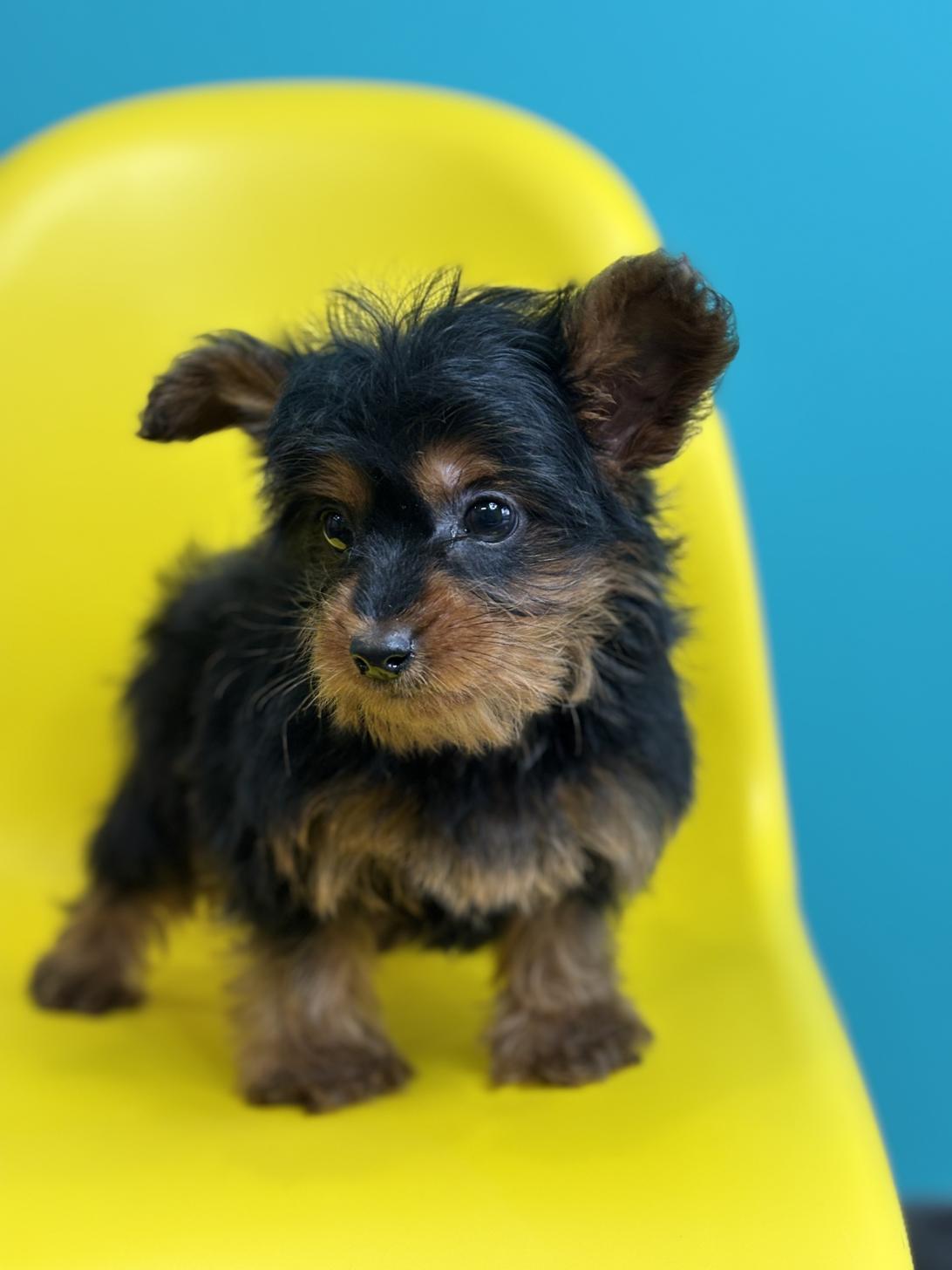 埼玉県のヨーチー/チワキー/チワヨーキー(ヨークシャーテリア×チワワ) (ペッツスマイル加須インター店/2025年10月4日生まれ/男の子/ブラックタン)の子犬の2枚目の画像