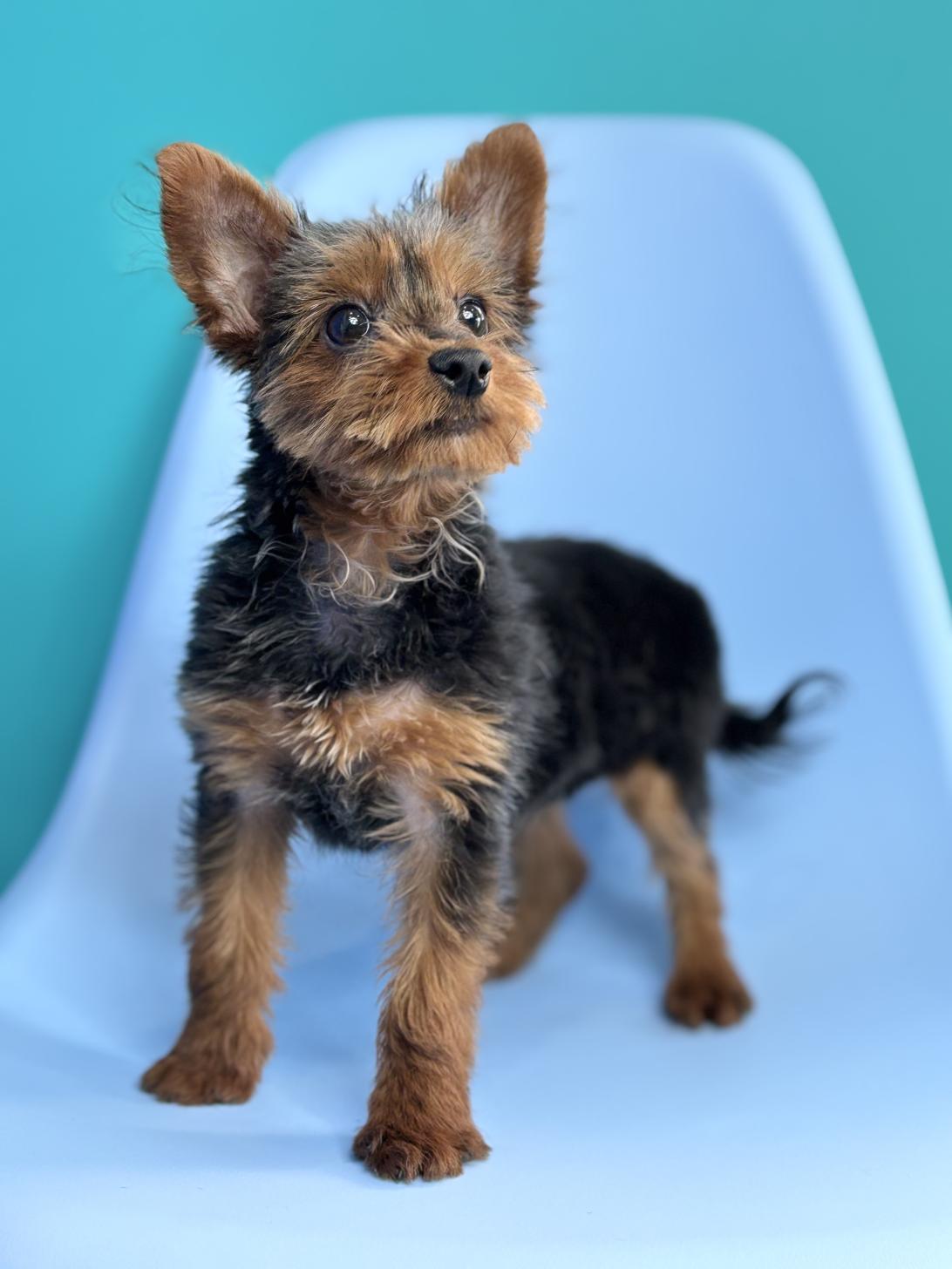 埼玉県のヨーチー/チワキー/チワヨーキー(ヨークシャーテリア×チワワ) (ペッツスマイル加須インター店/2025年10月4日生まれ/男の子/ブラックタン)の子犬の3枚目の画像