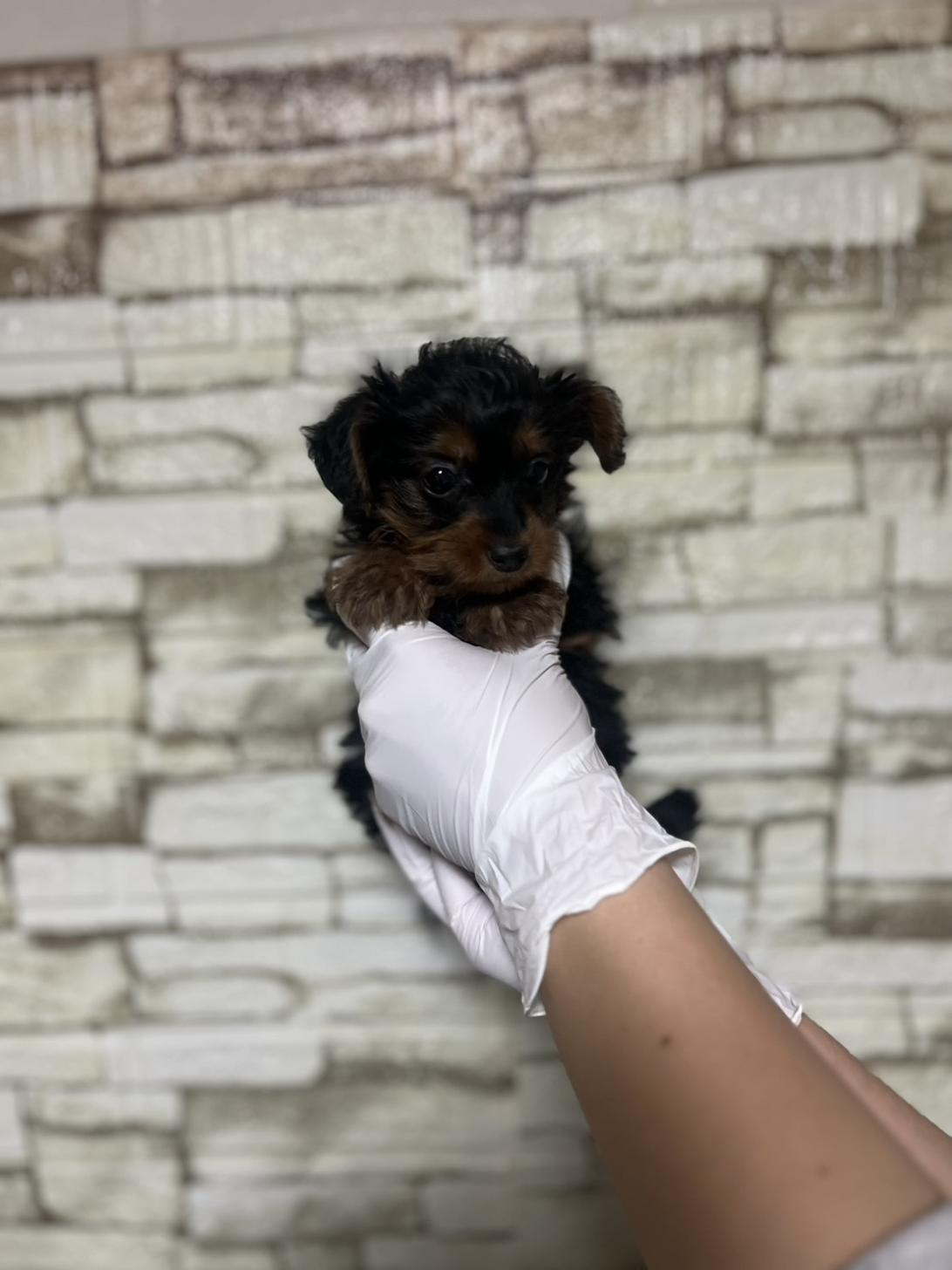 埼玉県のヨーチー/チワキー/チワヨーキー(ヨークシャーテリア×チワワ) (ペッツスマイル加須インター店/2025年10月4日生まれ/男の子/ブラックタン)の子犬の3枚目の画像