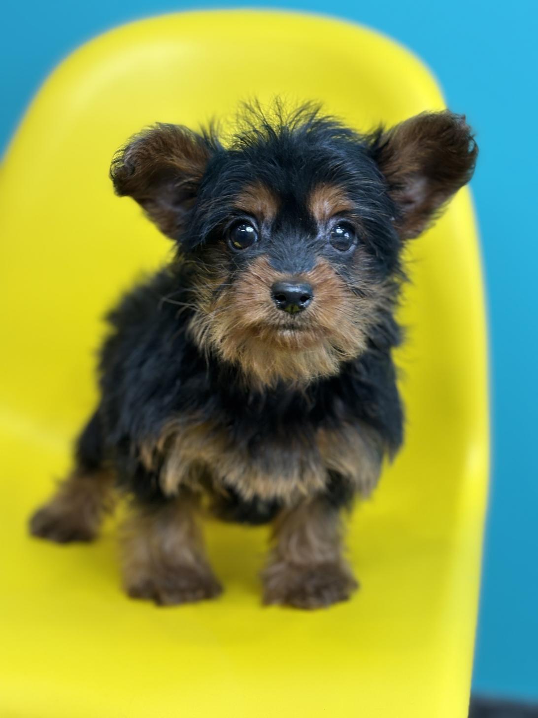 埼玉県のヨーチー/チワキー/チワヨーキー(ヨークシャーテリア×チワワ) (ペッツスマイル加須インター店/2025年10月4日生まれ/男の子/ブラックタン)の子犬の3枚目の画像