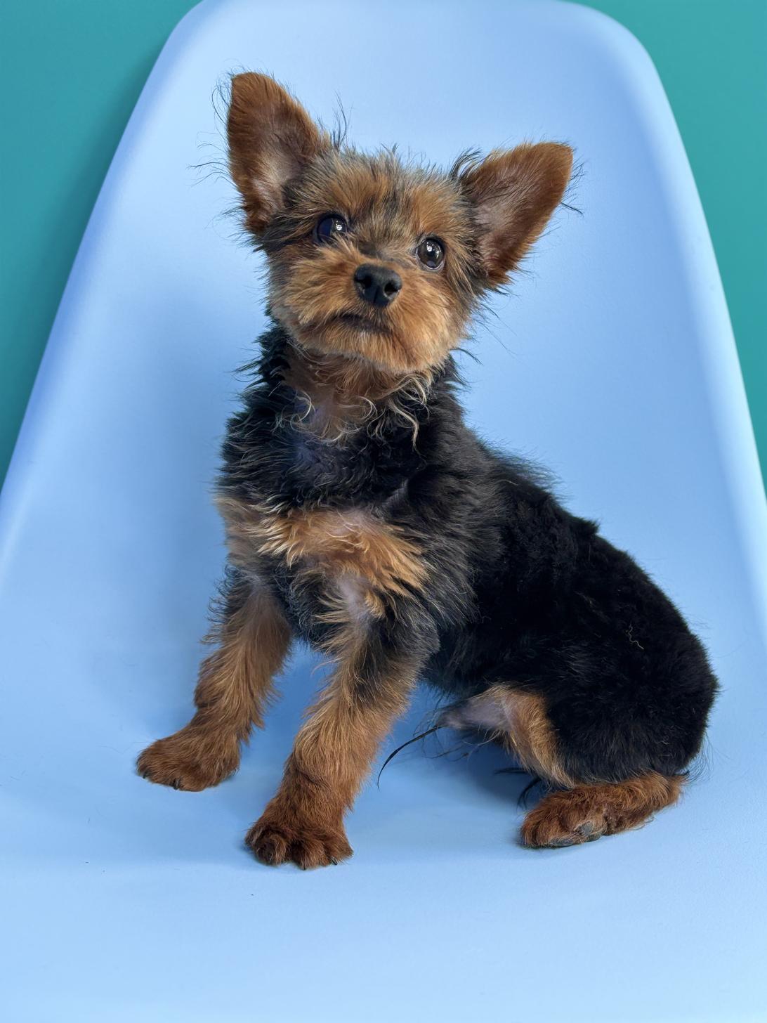 埼玉県のヨーチー/チワキー/チワヨーキー(ヨークシャーテリア×チワワ) (ペッツスマイル加須インター店/2025年10月4日生まれ/男の子/ブラックタン)の子犬の4枚目の画像