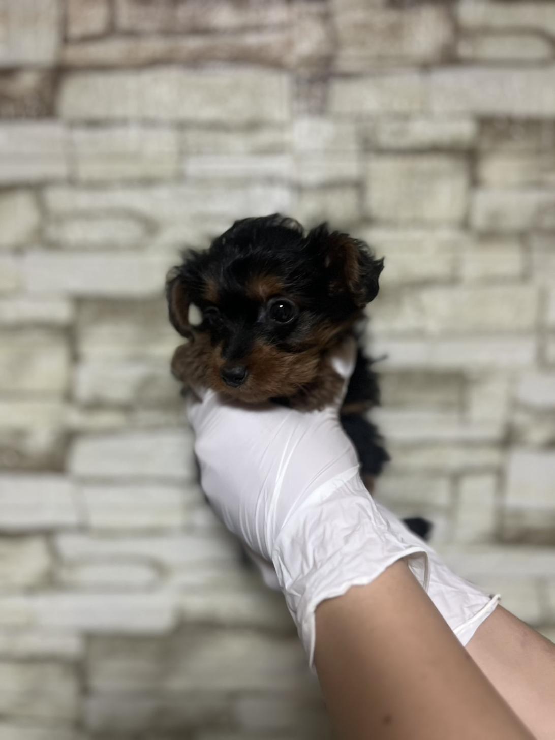 埼玉県のヨーチー/チワキー/チワヨーキー(ヨークシャーテリア×チワワ) (ペッツスマイル加須インター店/2025年10月4日生まれ/男の子/ブラックタン)の子犬の4枚目の画像