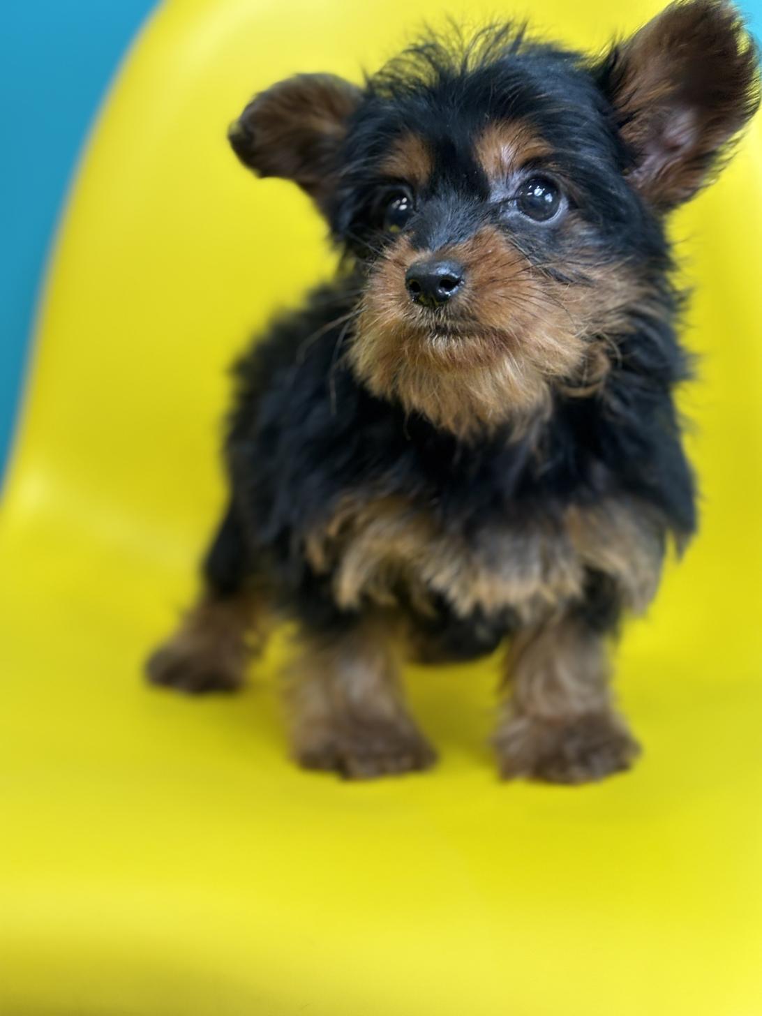 埼玉県のヨーチー/チワキー/チワヨーキー(ヨークシャーテリア×チワワ) (ペッツスマイル加須インター店/2025年10月4日生まれ/男の子/ブラックタン)の子犬の4枚目の画像