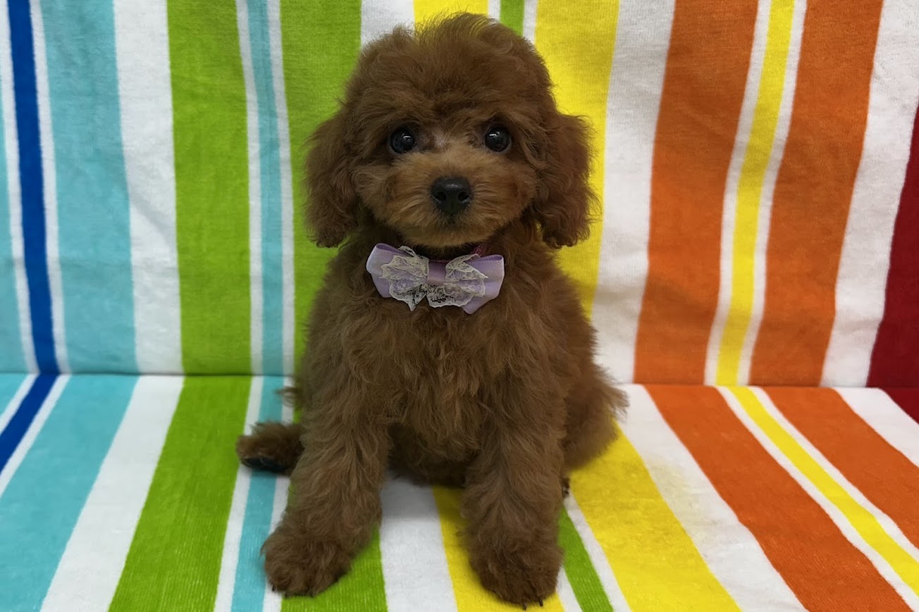 愛知県のトイプードル(トイ) (ハピースペット鳴海店/2025年5月25日生まれ/女の子/レッド)の子犬の1枚目の画像