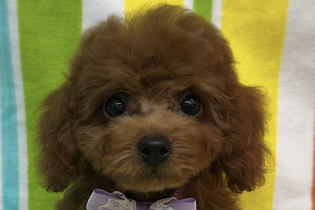 愛知県のトイプードル(トイ) (ハピースペット鳴海店/2025年5月25日生まれ/女の子/レッド)の子犬の2枚目の画像