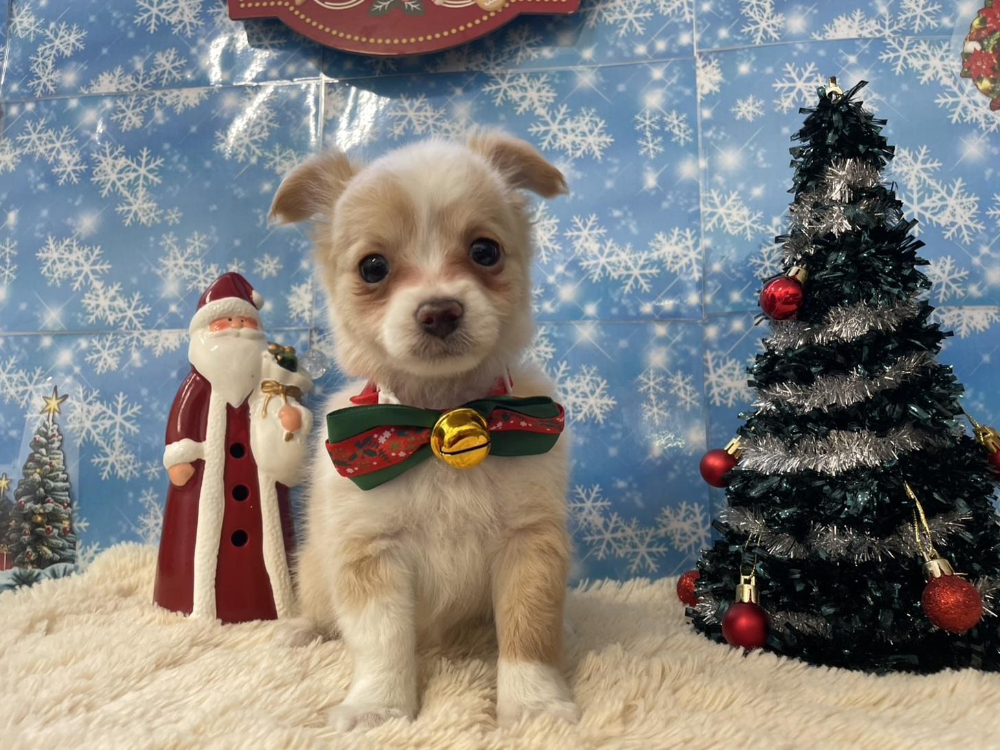 佐賀県のチワプー/プーチー(チワワ×プードル) (スタードッグス新鳥栖店/2025年10月25日生まれ/女の子/クリームホワイト)の子犬